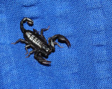 5466 - Scorpion in my bed.jpg