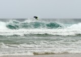 8676 Devon surfer-2.jpg