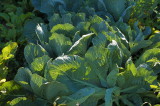2426-cabbages-CCP.jpg
