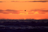IMG_7479 copy.jpg
