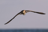 IMG_2530 copy.jpg