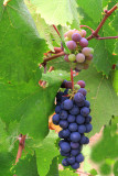 IMG_1099 copy.jpg