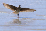 IMG_3024 copy.jpg