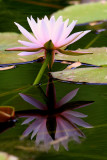 IMG_3354 copy.jpg