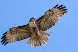 IMG_5018 bif.jpg