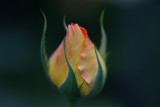 IMG_4516 roses.jpg