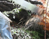 Saw in use