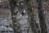 The view through limbs and trees