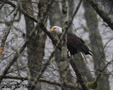 1-10-08  Then the eagle set in a tree for 1/2 hr and left