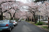 Cherry Blossoms on Kates Wooster Square