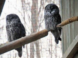 Great Grey Owls