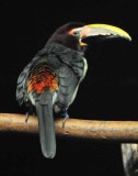 Beak Paint on Tail Feathers