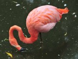 Flamingo Motion