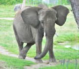 Elephant Chilling Out