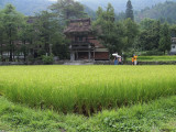 Rice paddy in the rain