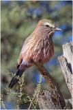 Purple Roller