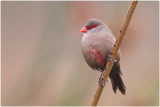 Common Waxbill