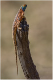 Ground Agama Lizard