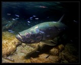 Bonaire Trip 8: August 13-27, 2011