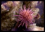 Red Urchin with some Feather Worms