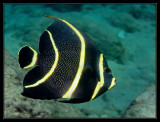 Juvenile French Angel