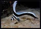 Juvenile Spotted Drum