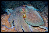 Bonaire Octopus