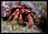 Hermit Crab