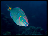 Parrotfish