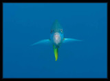 Yellowtail Snapper