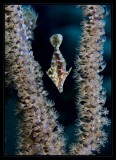 File Fish