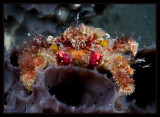Decorator Crab on the tube