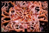 Giant Basket Star