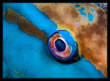 Parrot Fish Eye