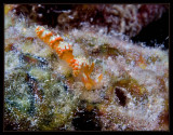 Elusive Bonaire Nudibranch