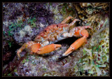 Reef Crab