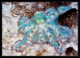 Caribbean Reef Octopus