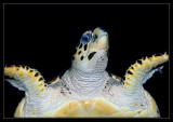 Hawksbill Turtle