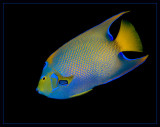 Queen Angelfish