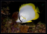 Spotfin Butterflyfish