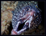 Spotted Moray Eel with Cleaner