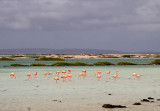 Bonaire Flamingos