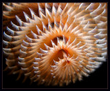 Christmas Tree Worm