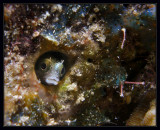 Blenny