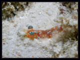 Shrimp macro
