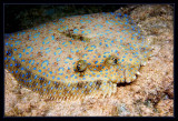 Peacock Flounder