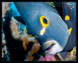 French Angelfish on the lens