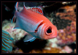 Soldierfish