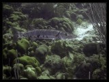Barracuda