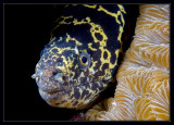 My lips are sealed (Chain Moray)